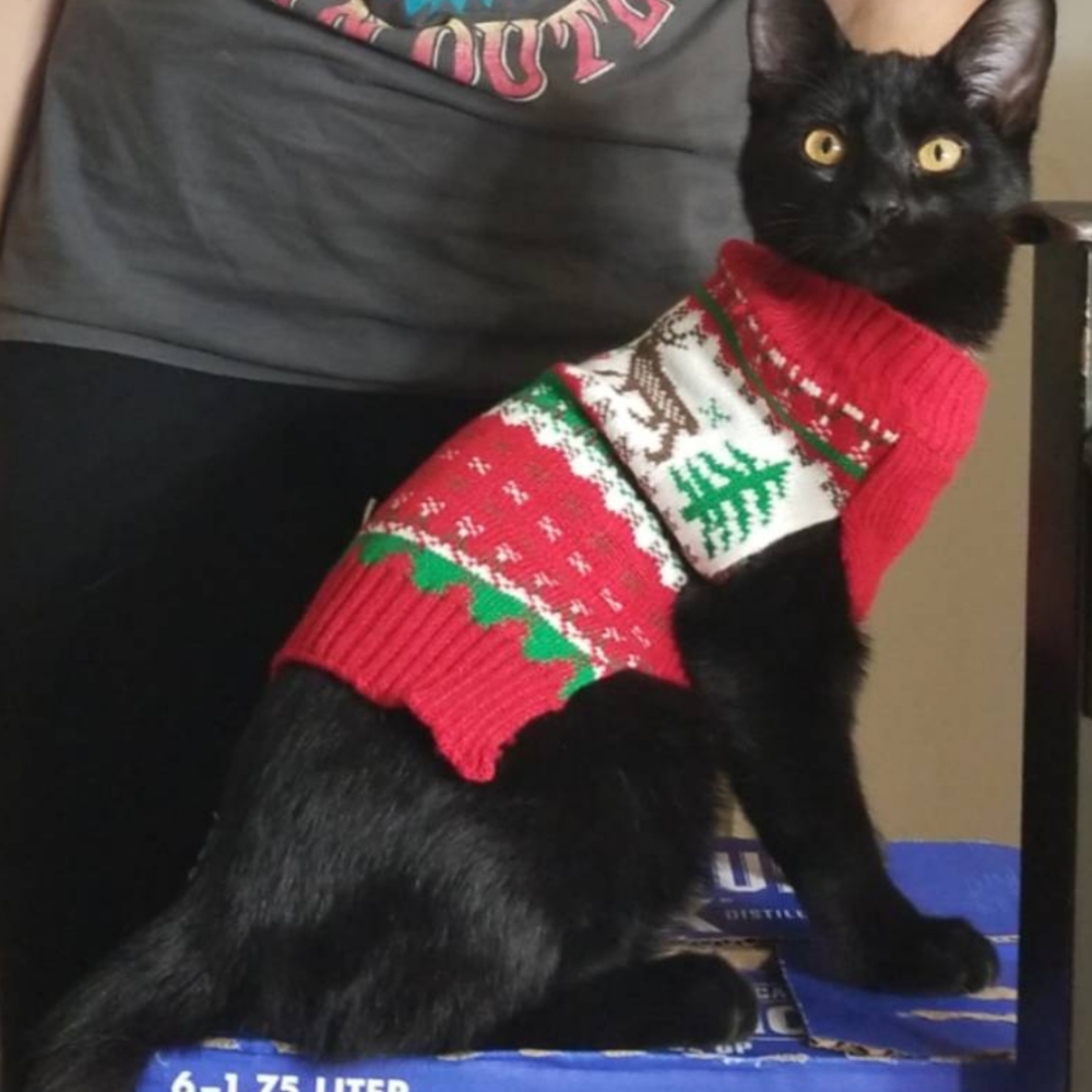 Simply Wag Small dog sweater